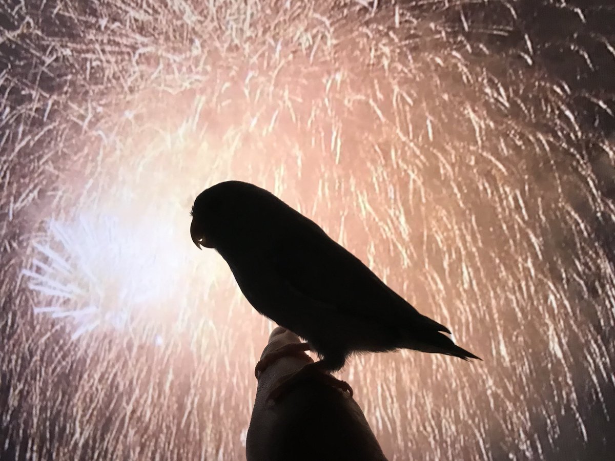 okamen75's tweet photo. 『インコ花火🎇 』#全国一斉花火　#コロナに負けるな https://t.co/wyGboEOLJd