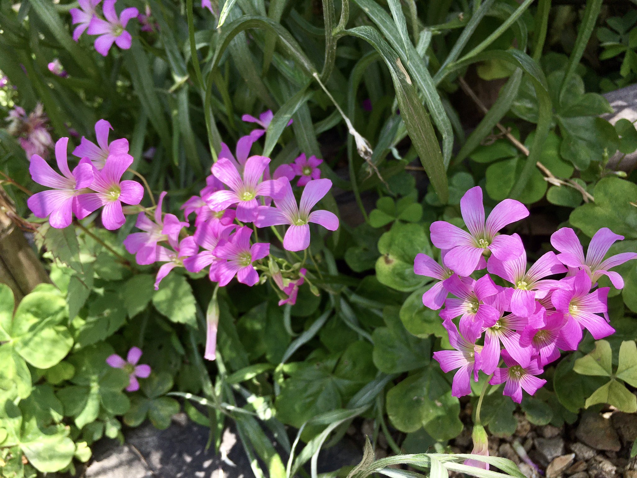 證安院 今日はカタバミです カタバミ科の多年草で雑草なのですが ピンク色の花とハートの三つ葉型の葉が可愛いです T Co Nlvdqsy1uw Twitter