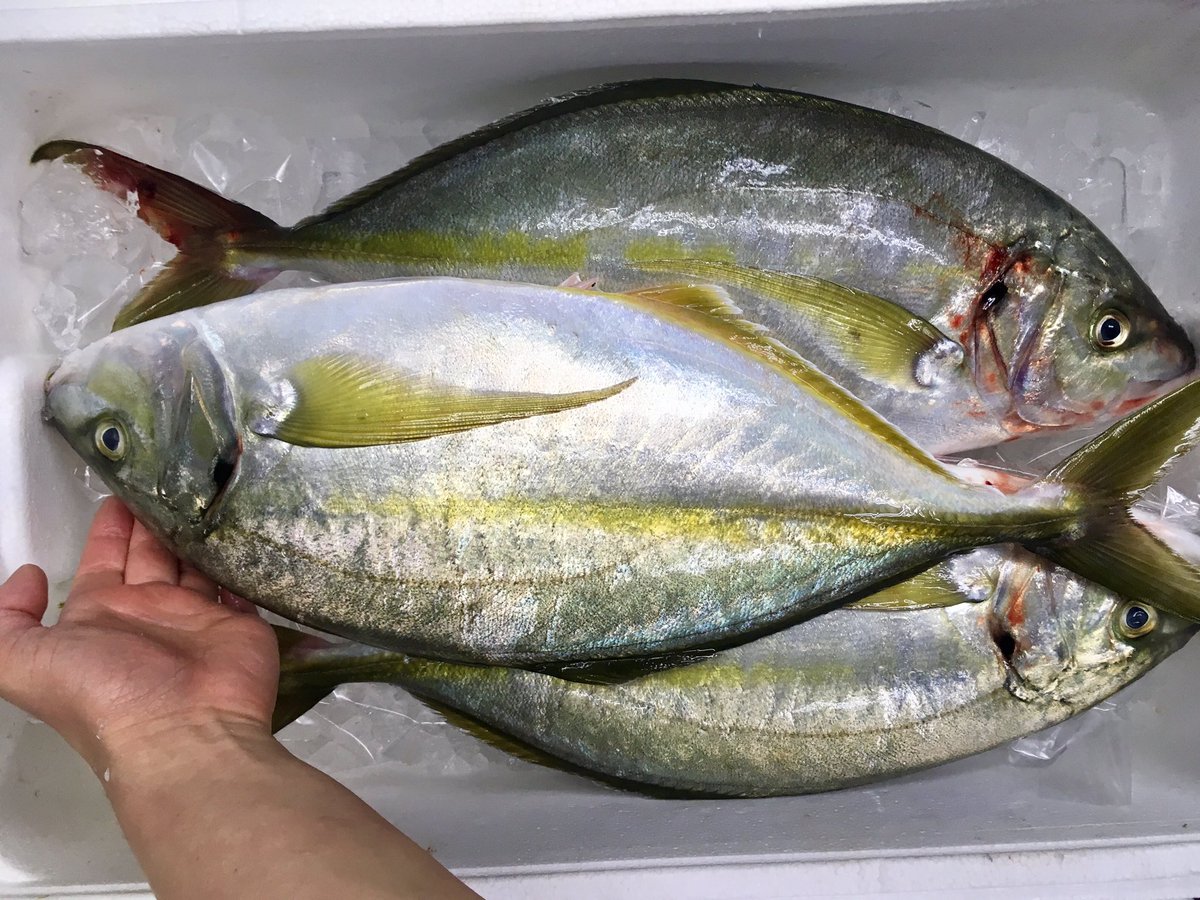 魚菜屋 天然鮮魚専門店 天然魚専門の魚菜です 脂がのった甘鯛 活じめシマアジ 地キンメダイ まるまる太った板マス 本マス 時鮭 などなど 良い魚たくさん仕入れて来ました 一度は食べてみたかった高級魚も食べるなら今がチャンスかも 魚菜屋 天然鮮魚専門店 天然魚専門の魚菜です 脂がのった甘鯛 活じめシマアジ 地キンメダイ まるまる太った板マス 本マス 時鮭 などなど 良い魚たくさん仕入れて来ました 一度は食べてみたかった高級魚も食べるなら今がチャンスかも
