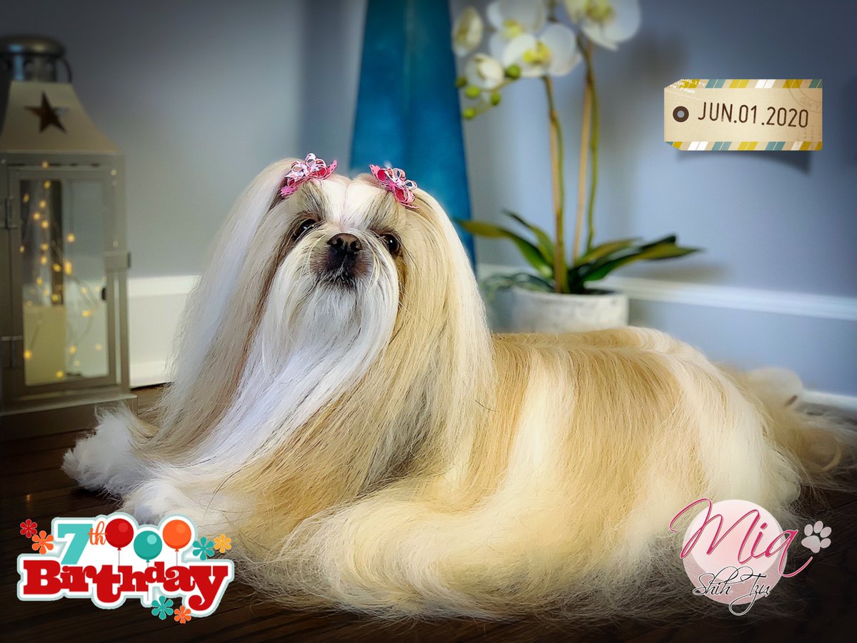 MiaShihTzu's tweet photo. It’s my 7th Birthday 🎂 #HappyBirthday #MiaShihTzu https://t.co/0BECNQakrA