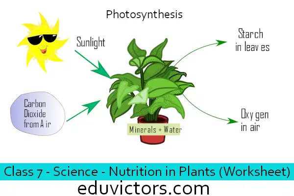 Eduvictors Cbse Class 7 Science Chapter 1 Nutrition In Plants Worksheet Eduvictors Cbse Class7science T Co Vjyfjei8sa T Co Ohyssyk6kx