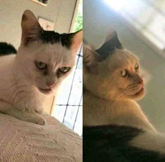 Muhamma98944044's tweet photo. Setelah vaksin ditemukan dan hidup normal kembali. (Kiri. Elite global be like: hell yeah i did it) (kanan. Brobrogore be like : imun gw dah kuat pake vaksin N⁸⁹ bego dari dulu) #bacotsantuy #qorygore #brobrogorebisanormallagi https://t.co/R7DQuGyljh