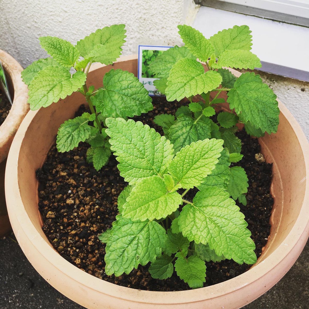 Ma Ingen プランター植えたレモンバームが大きくなったのでハーブティーにして飲んでみました 優しいレモンの香り美味しいです 1週間くらいでこんなに大きくなったので驚いています 目指せ素敵なハーブガーデンを目指して頑張ります ハーブティー