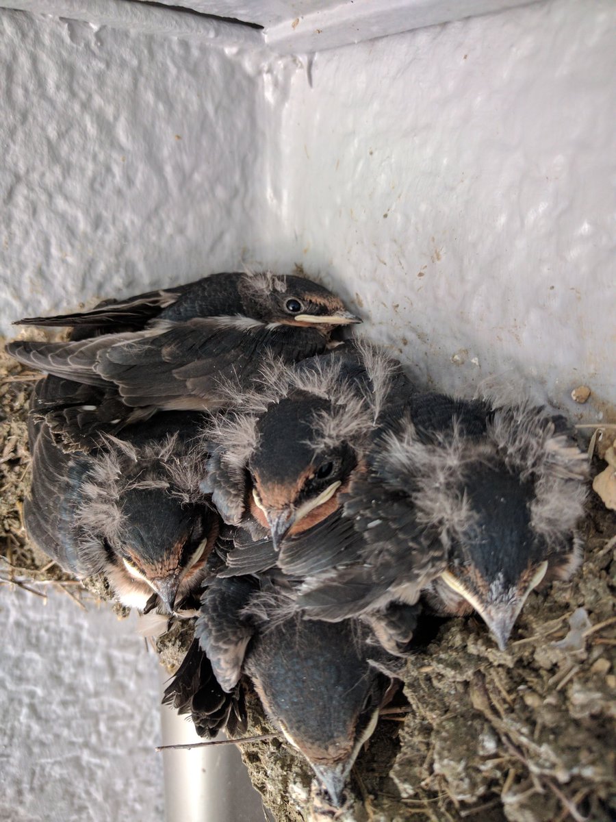 こんちゃん Sur Twitter Dicekas66 また巣作りが下手っぴな親ツバメでして 巣が崩れかけてたりしたんですよ Twitter