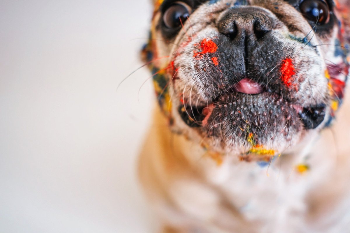 _Fonpoo_'s tweet photo. Life should be colorful, isn't it?#dog #derbydogs #doglovers #dogstyle #doggie #doglife https://t.co/Te2XeMQq76
