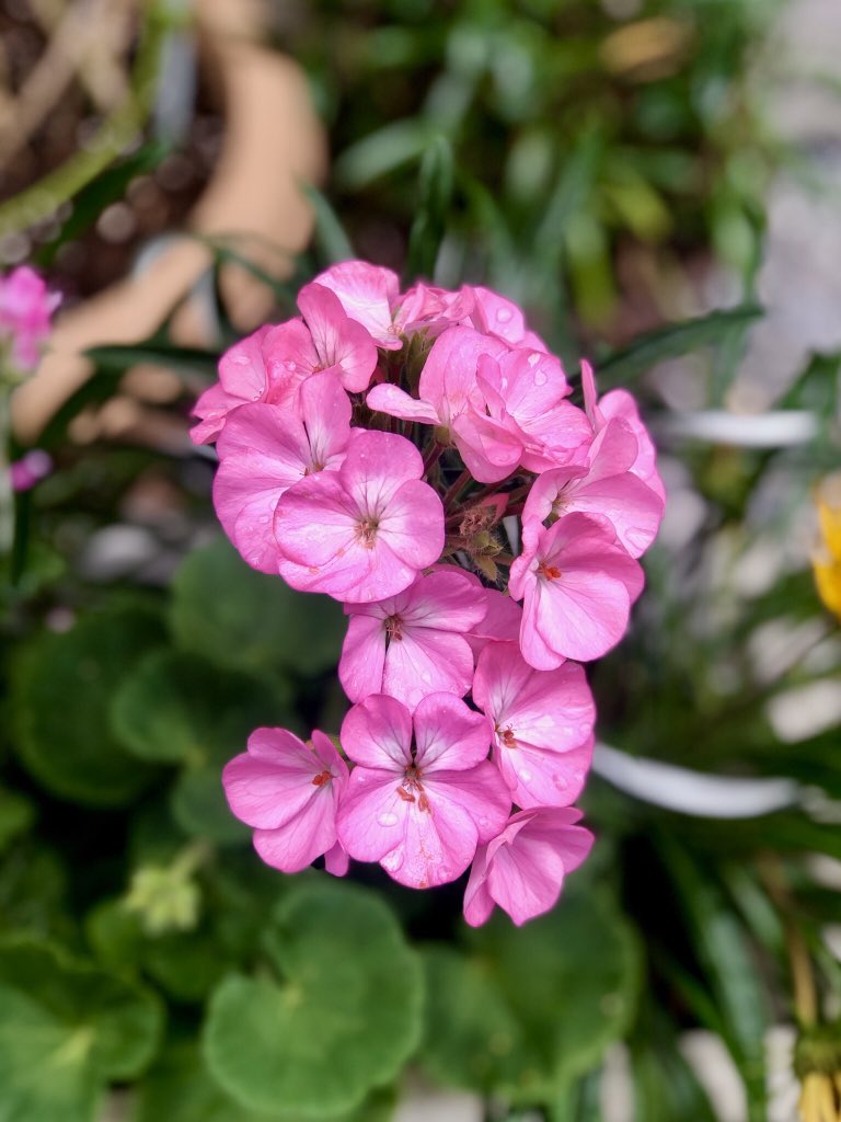  #என்வீட்டுதோட்டத்தில்