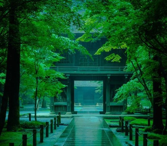 new_rakuen's tweet image. 雨の日の平林寺(埼玉)