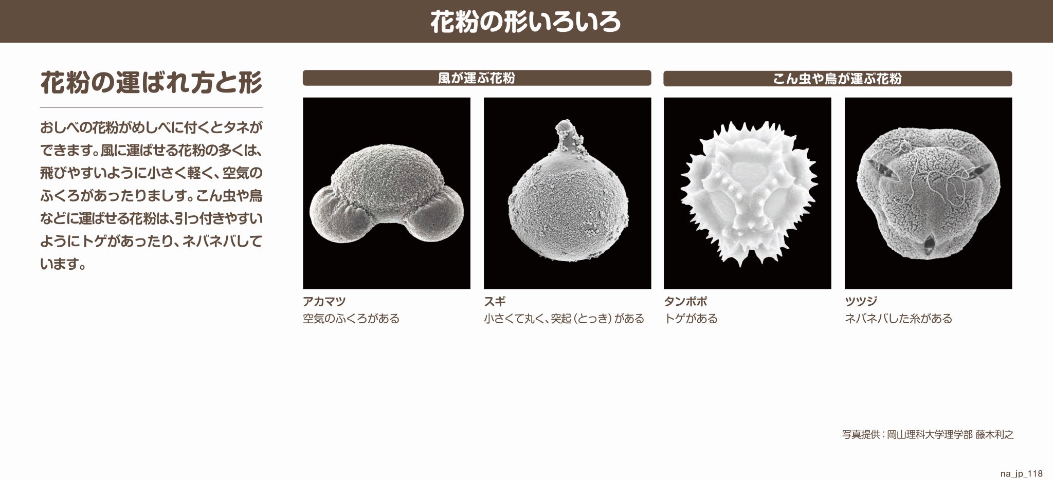 岡山理科大学基礎理学科 古環境解析研究室 A Twitter 新型コロナウイルス感染症の影響で開館が遅れておりました 港区立みなと科学館が6月1日に開館されました 当科学館の展示にあたり 花粉の走査電子顕微鏡写真を提供させていただきました 来館の際は是非ご覧になっ 岡山理科大学基礎理学科 古環境解析研究室 A Twitter 新型コロナウイルス感染症の影響で開館が遅れておりました 港区立みなと科学館が6月1日に開館されました 当科学館の展示にあたり 花粉の走査電子顕微鏡写真を提供させていただきました 来館の際は是非ご覧になっ