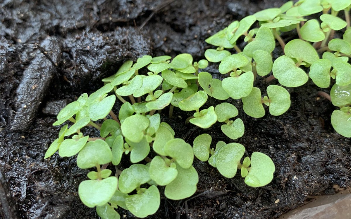 ココナツコ オオバ すでにシソのイイ香り 夏は食べ放題や シソ 大葉 ベランダ菜園 薬味サイコー