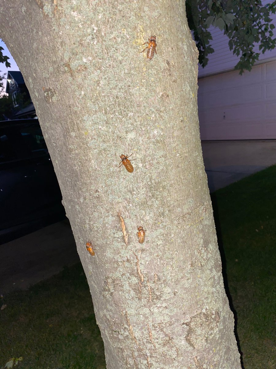 jtrembac's tweet photo. @Magicicada1317 I have a lot of 4-year early brood XIII cicadas emerging in northwest Indiana. I’ll try to post to the app tomorrow https://t.co/wLdm5IKHRH