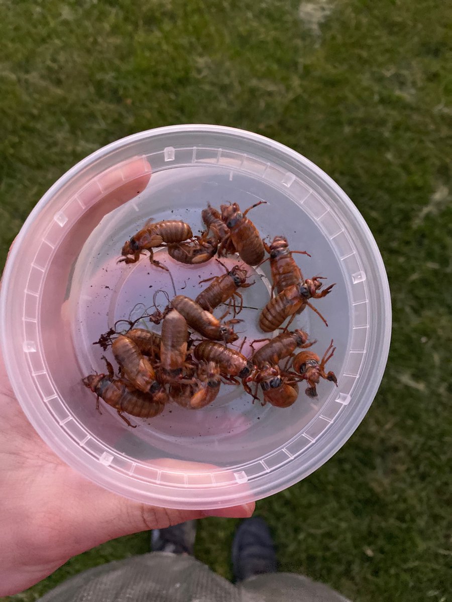jtrembac's tweet photo. @Magicicada1317 I have a lot of 4-year early brood XIII cicadas emerging in northwest Indiana. I’ll try to post to the app tomorrow https://t.co/wLdm5IKHRH