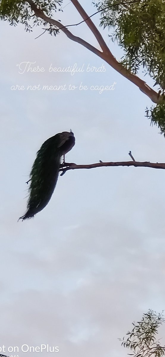 icymagmaa's tweet photo. "These beautiful birds are not meant to be caged" Live in freedom
#Peacock  #FreshMoring https://t.co/3Wo7tb8UK4