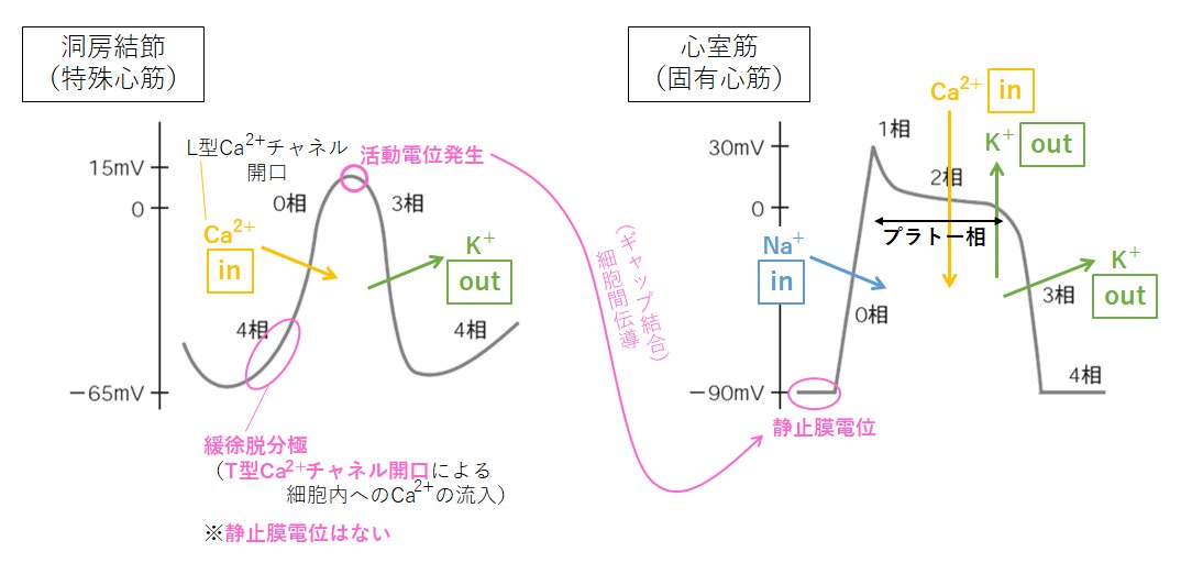 心筋 固有 固有心筋の役割