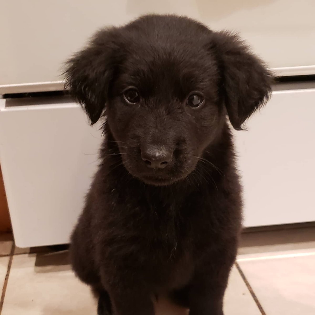 DFGrumpy's tweet photo. Here is a cute picture of my new puppy Onyx to add some balance to your feeds. #Rescuedogs #shepardmix #puppy https://t.co/WkQ6Q26uQs