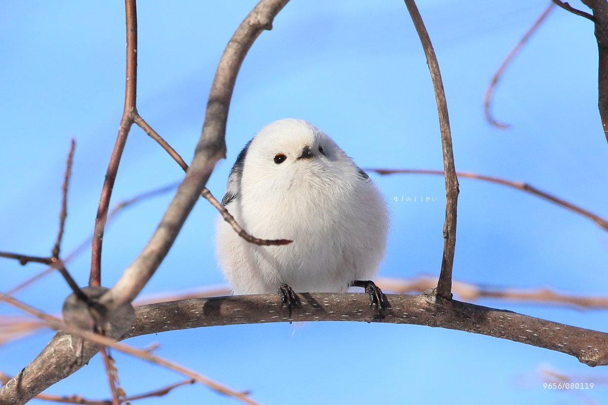 ぼく、シマエナガ。 (@daily_simaenaga) on Twitter photo 