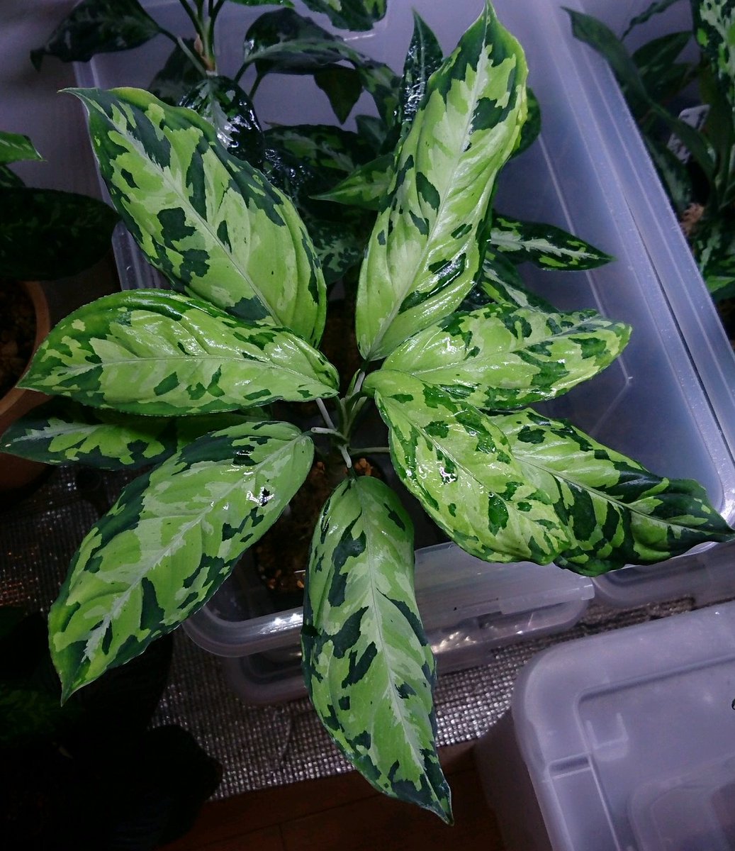 TB便 ネームド]アグラオネマ ピクタムAglaonema pictum GW1908