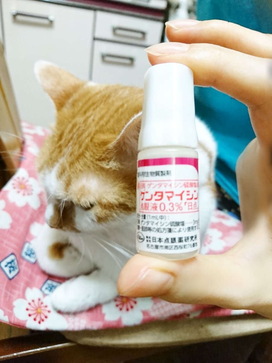 猫 の 目薬 どこで 売っ てる