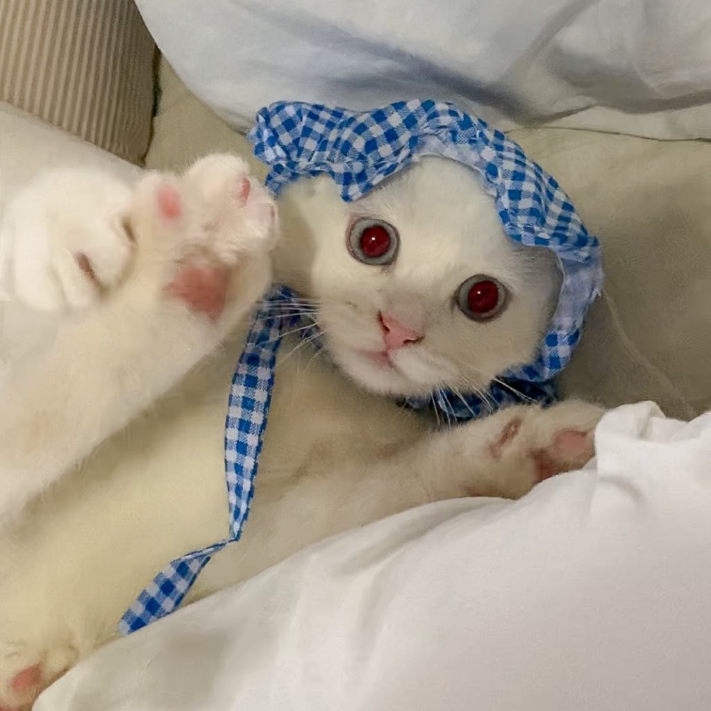 ૮꒰˵• ﻌ •˵꒱ა tweet media