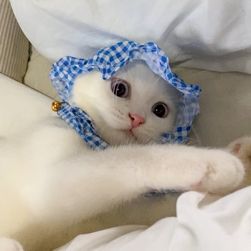 ૮꒰˵• ﻌ •˵꒱ა tweet media
