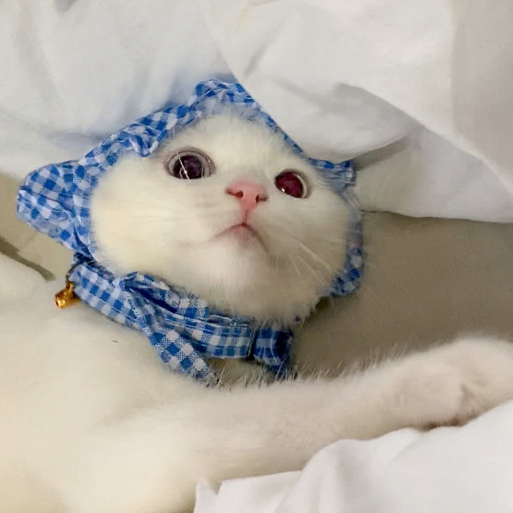 ૮꒰˵• ﻌ •˵꒱ა tweet media