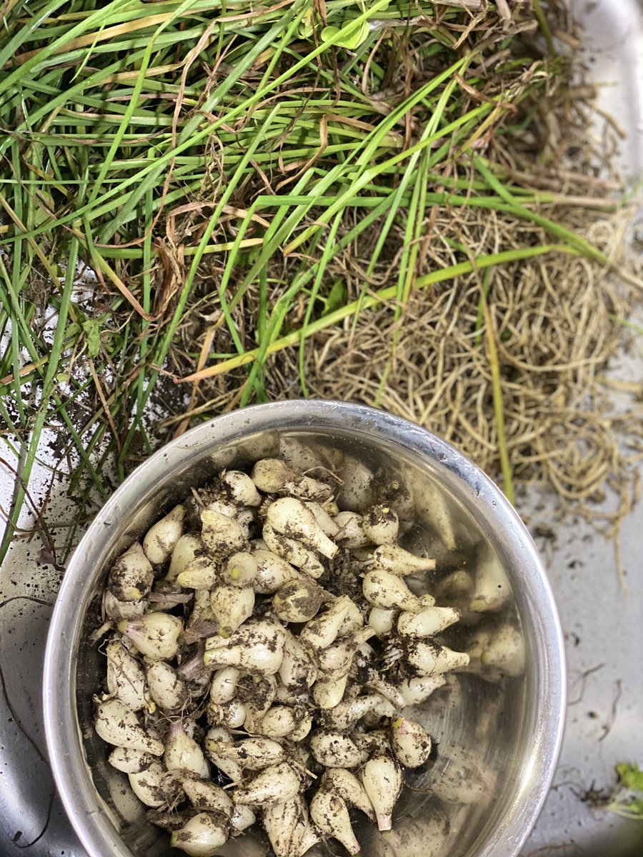 しまごと らっきょう収穫して 塩漬けと甘酢漬けになりました 庭のレモングラスとミントを添えて 家庭菜園 らっきょう漬け