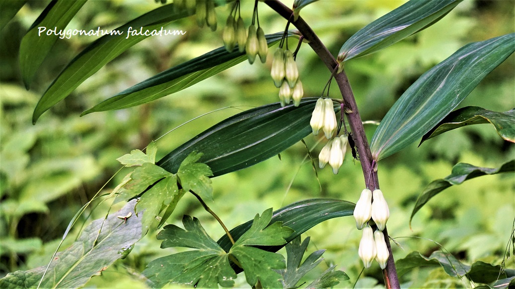 Satoko Y 昨日は六甲高山植物園に その前に摩耶山で見た ミヤマナルコユリ 花が茎を挟んで2列付き 葉が波打っていて茎は角ばっている ナルコユリ 高山植物園 アマドコロ や ホウチャクソウ 等似ています ナルコユリは5月下旬 6月に 背も