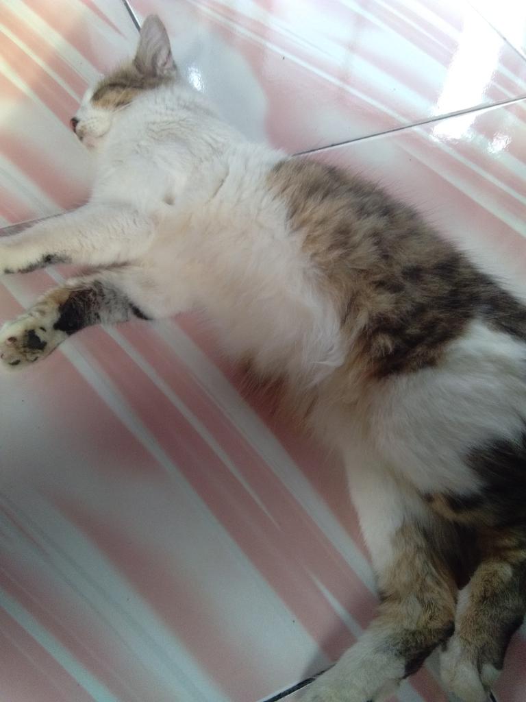 Treshahr1's tweet photo. @animalfess2 Rebahan dulu bentar https://t.co/pKjo7RDTkH