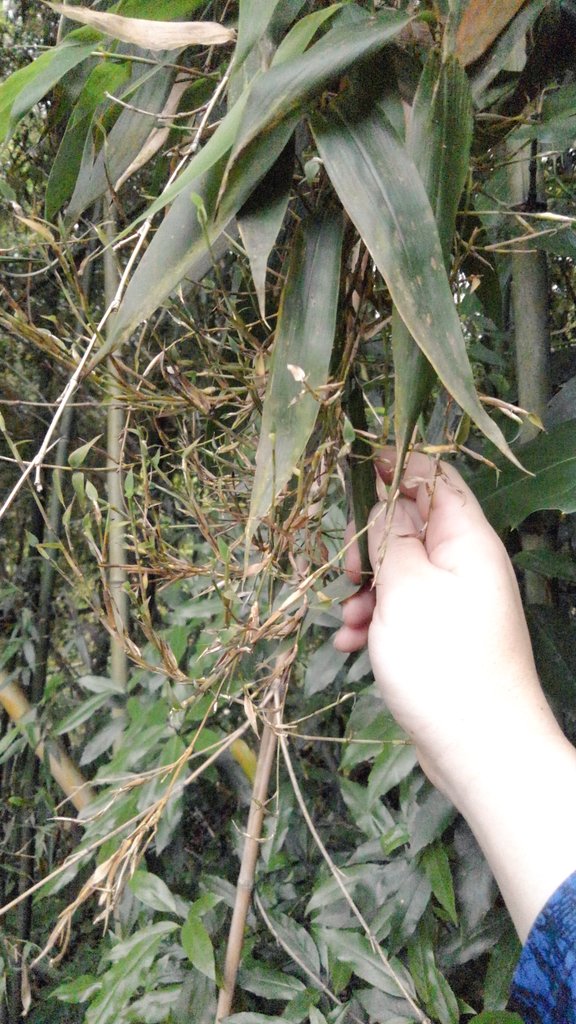 竹林が枯れる原因とは 黒竹が枯れる原因とは 竹の花 とは Every Day