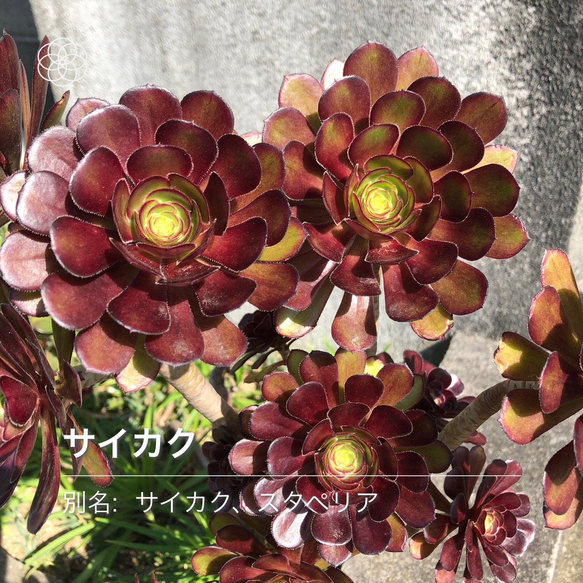 デキソコナイ この見慣れぬ花 ハナノナを使ってもよくわからず 画像検索してみるとどうやらアエオニウム属の クロホウシ という植物らしい アエ お にしても茎も太いし変わった花だなぁ なになに モロッコ原産の多肉植物で別名サンシモン 低木 デキソコナイ この見慣れぬ花 ハナノナを使ってもよくわからず 画像検索してみるとどうやらアエオニウム属の クロホウシ という植物らしい アエ お にしても茎も太いし変わった花だなぁ なになに モロッコ原産の多肉植物で別名サンシモン 低木