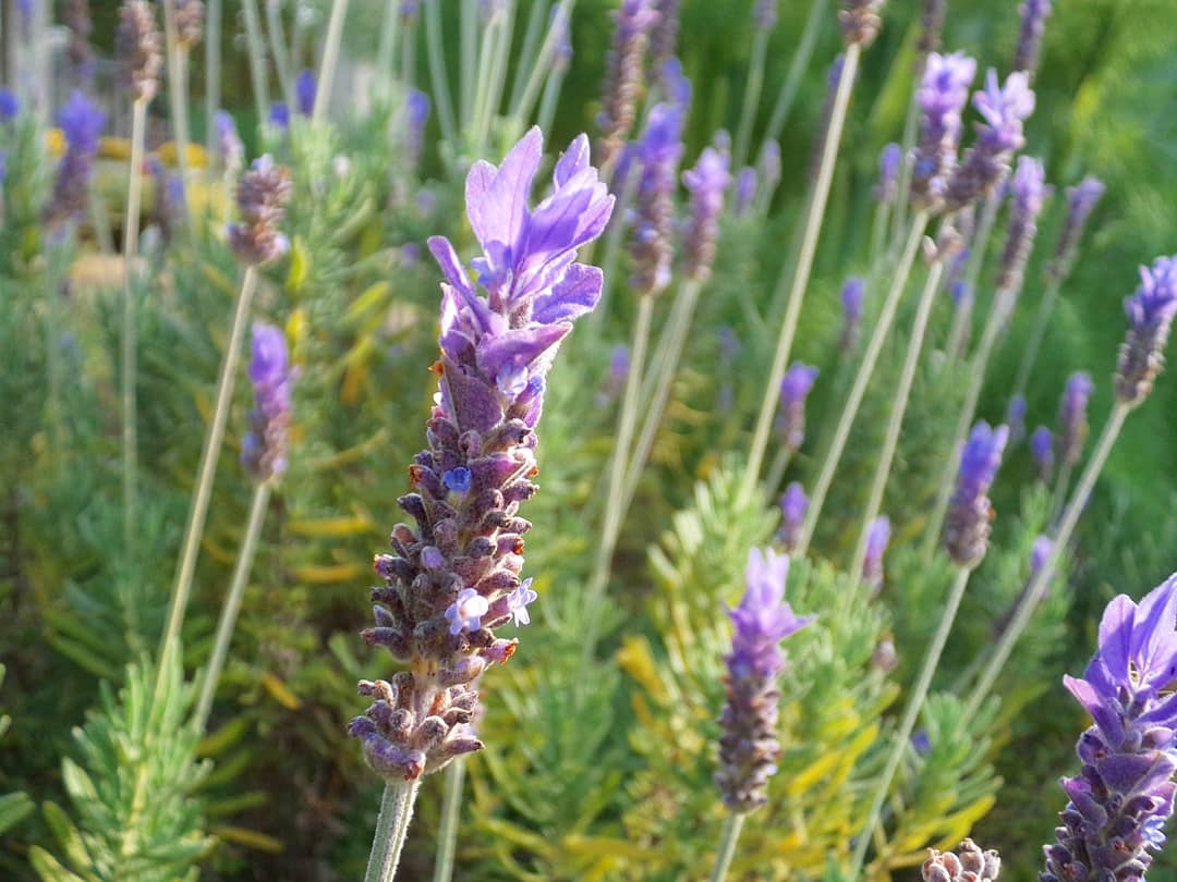 茉本祈子 まつもときこ ラベンダー デンタータ Lavandula Dentata ラベンダー ラベンダーデンタータ Lavander Lavandula ラベンダーの花 紫 6月 ハーブ 花 自然 枝道家 ウッドスタイリスト 春 茉本祈子 Herbs Natural Nature June