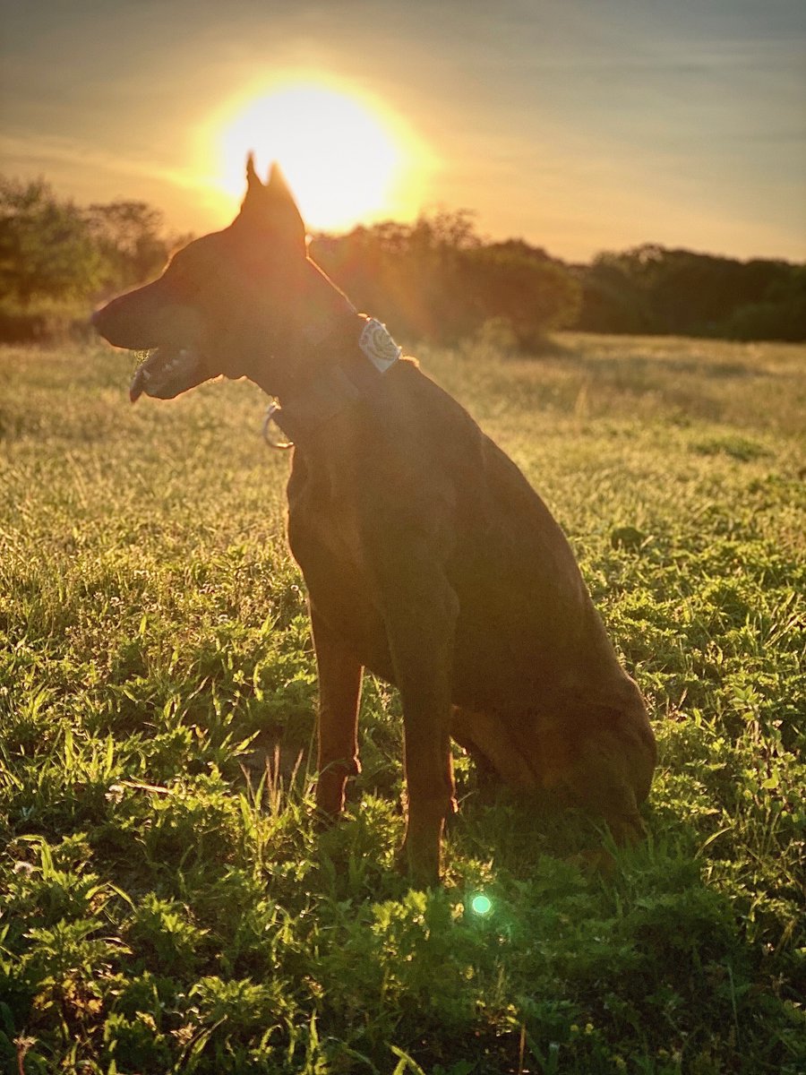 K9Standards's tweet photo. After a busy day teaching reactive dogs to relax, Miss Ava just needed some quiet time to enjoy the sunset. #WorkingDoberman #Doberman #IWorkForMyDinners #K9Standards #BeAK9Team #WorkingK9 #TeamworkWorks https://t.co/miXJTlgaXR