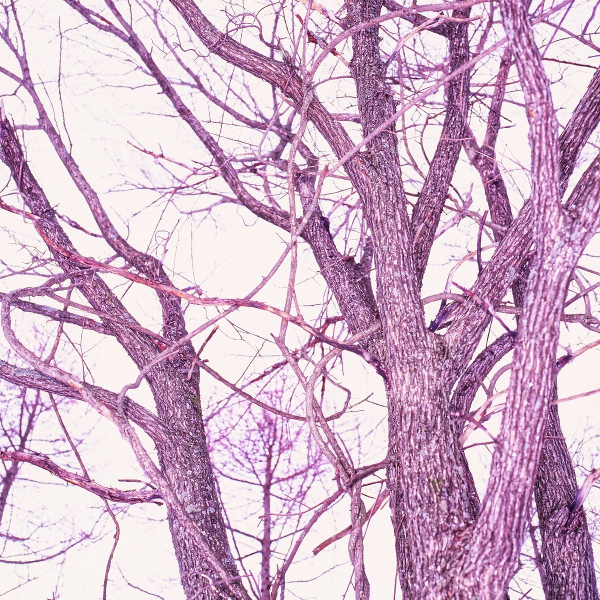 原 一夫 雲の名前は知らない على تويتر 木々の仕事 1 灰色の木 木 木々 樹木 冬 灰色 冬空 曇り空 灰色 の木 裸の木 丘の上の木 冬の木 北海道の木 常呂 北見 北海道 ハッセルブラッド ベルビア 木々の仕事 Namaraexpress Harakazuoの