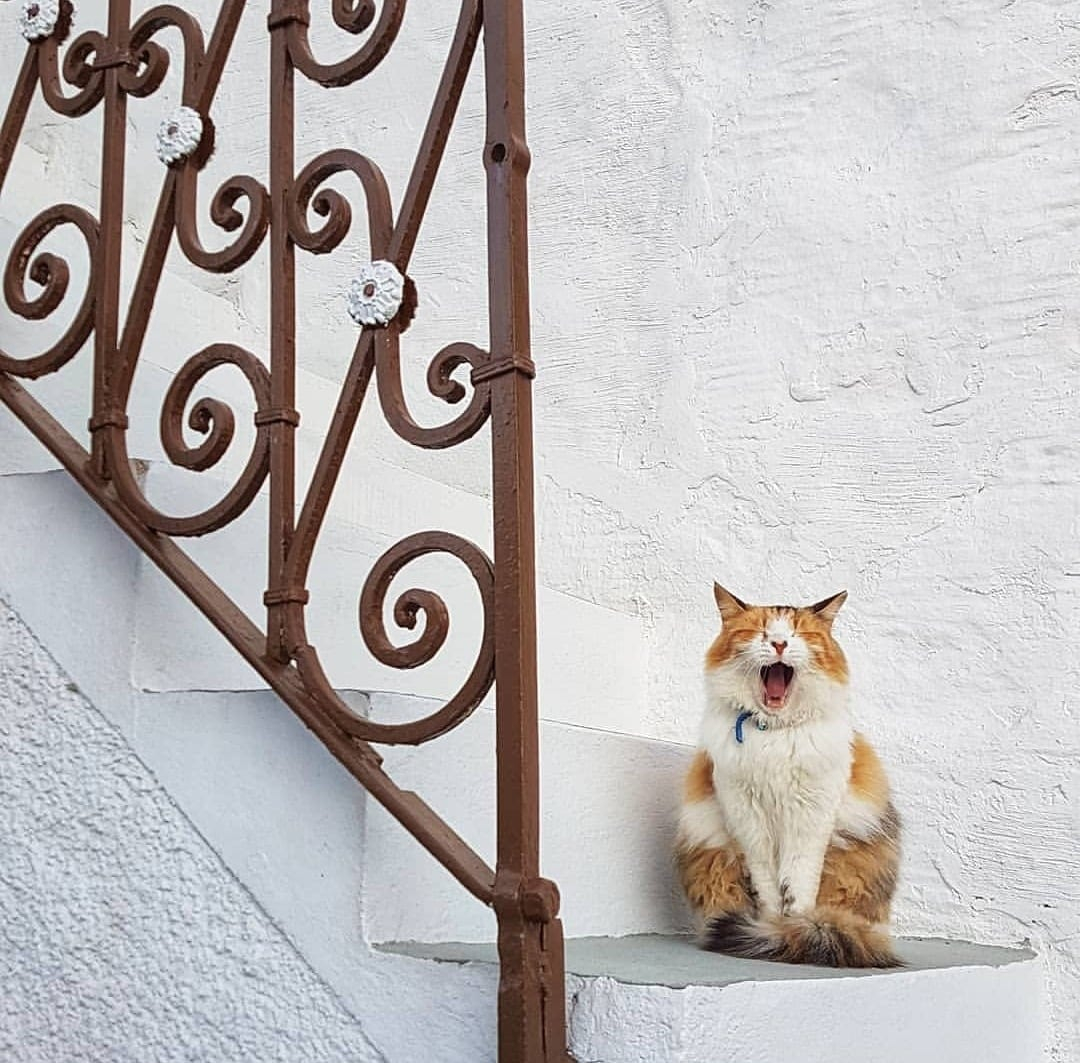Syrosislandgr's tweet photo. For those moments in life that no words needed!
#Syrosawaits #Syros_CovidReady #booksoon #staybrave #wearetogether #MoreThanAnIsland #PlaceToFallinLove #dreamsyros #syros4seasons #SyrosIsland #WeAreSyros #VisitSyros #Cyclades #Greece
@lets.take.a.trip.gr https://t.co/Nw2zFT7Slj