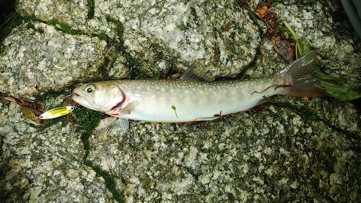 和歌 今年一のイワナ 26 キャッチ 雨上がりのお陰か1時間ほどで5尾キャッチ しかし 悲しいことにその後のアワセでロッドがバットからポッキリ 涙 5年以上 こき使ったから寿命だろうか 取り敢えずメーカーに送って様子見 渓流釣り イワナ