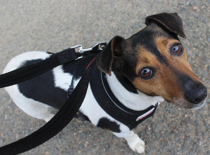 Please share, I have just started a page on facebook, please like my page and share with your friends to reach more potential adopters 😀?

facebook.com/Animal-adoptio…

#dogs #animals #RSPCA #adopt