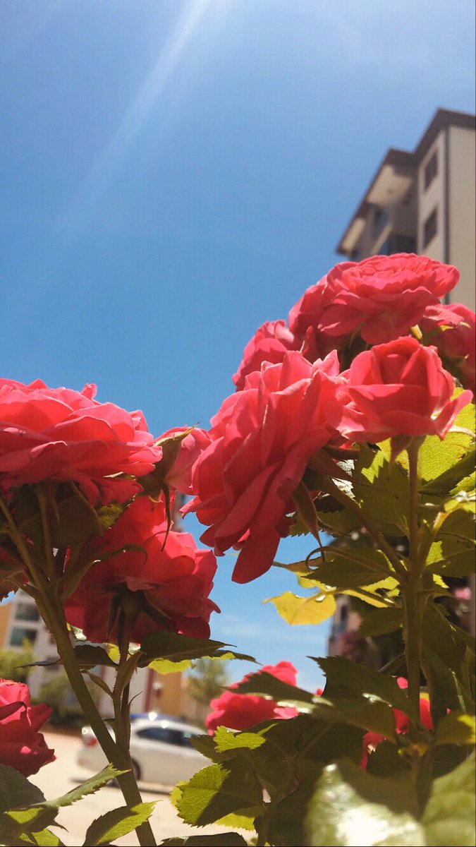 nrselin23's tweet photo. Gün yüzü Loding...🌞 https://t.co/pIq7kOM3iF
