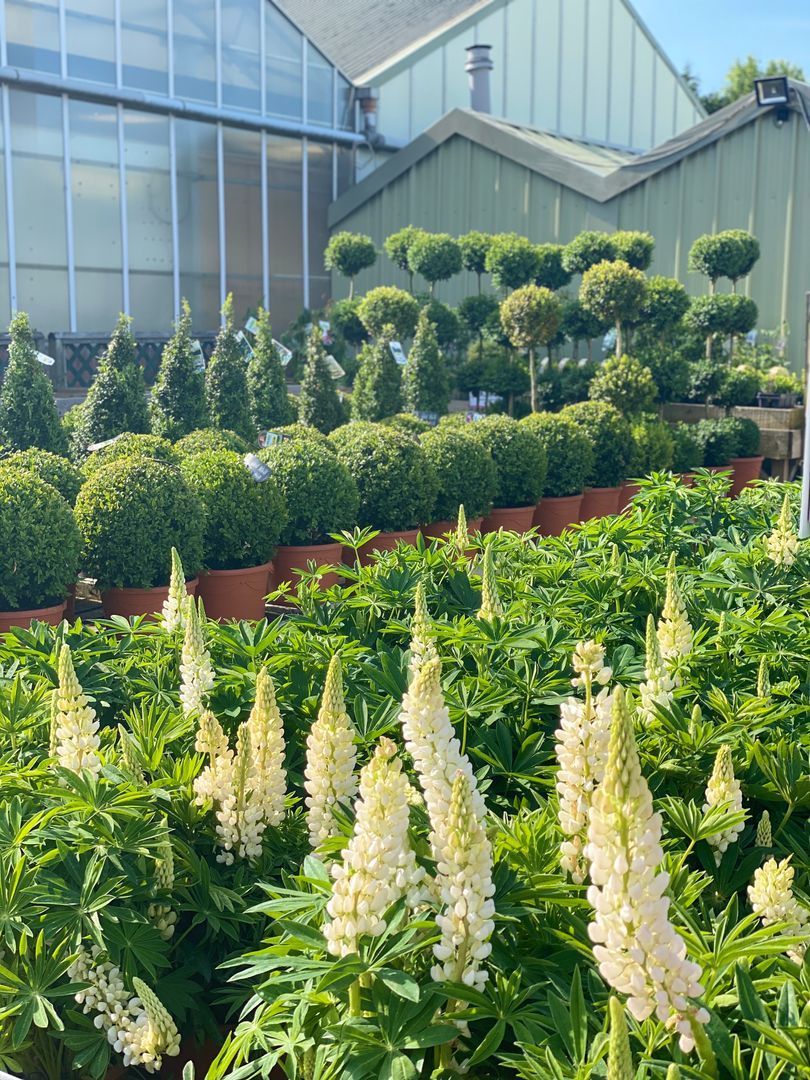 PolhillGardenCentre tweet media