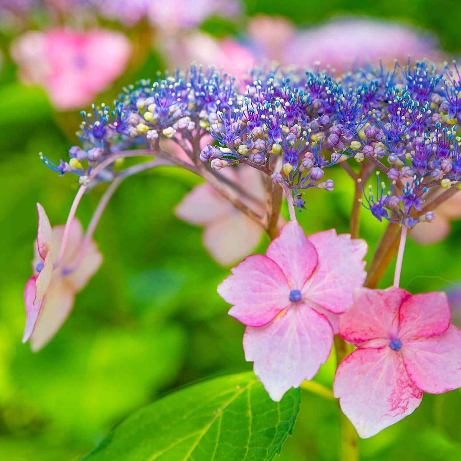 Nagoya Is Not Boring Rainy Season In Japan Brings One Of The Most Beautiful Flowers Hydrangea Ajisai Hydrangea Flowers Come In Different Shapes And Colors Best Spots In Nagoya Tsurumai