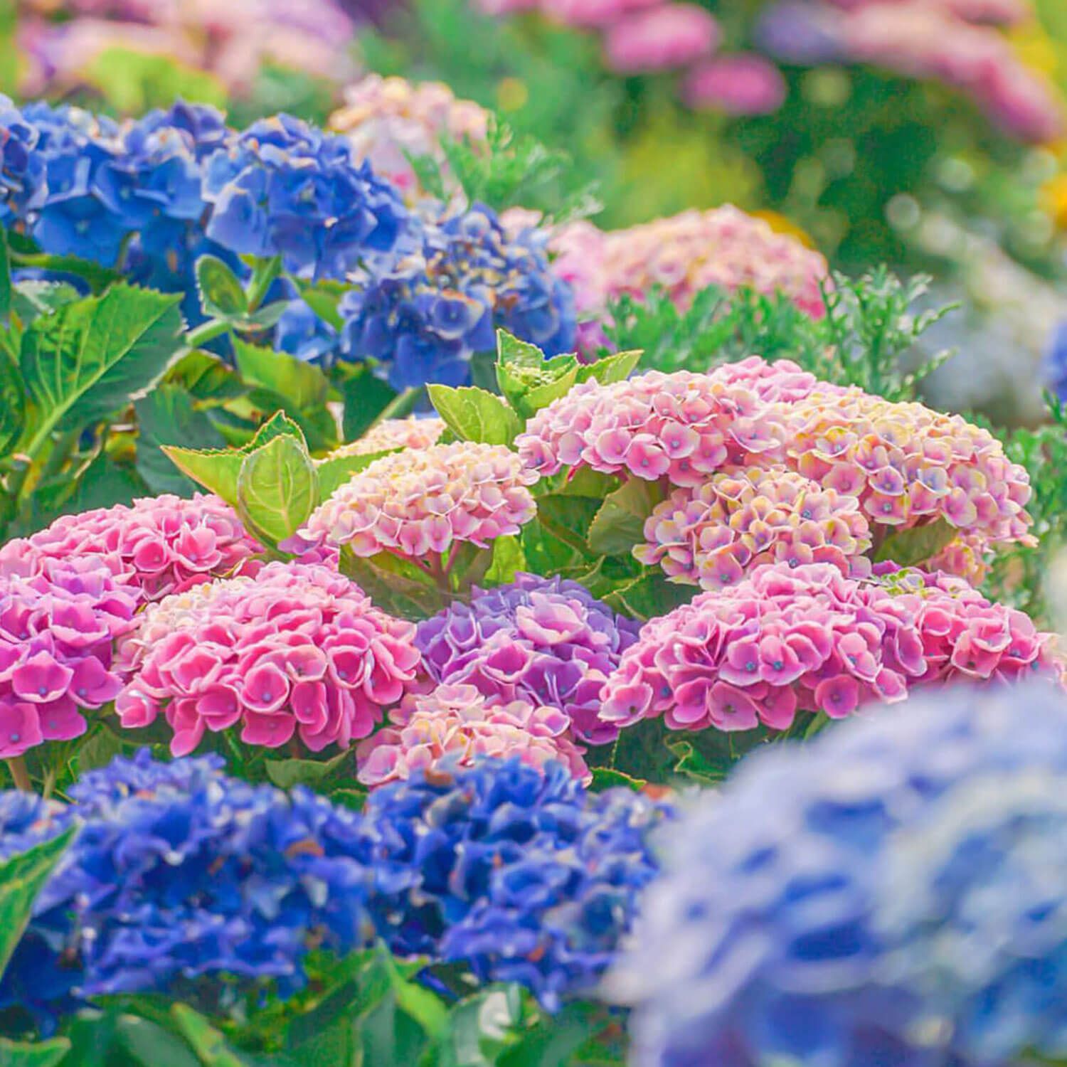 Nagoya Is Not Boring Rainy Season In Japan Brings One Of The Most Beautiful Flowers Hydrangea Ajisai Hydrangea Flowers Come In Different Shapes And Colors Best Spots In Nagoya Tsurumai