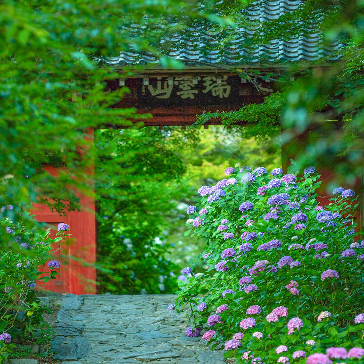Nagoya Is Not Boring Rainy Season In Japan Brings One Of The Most Beautiful Flowers Hydrangea Ajisai Hydrangea Flowers Come In Different Shapes And Colors Best Spots In Nagoya Tsurumai
