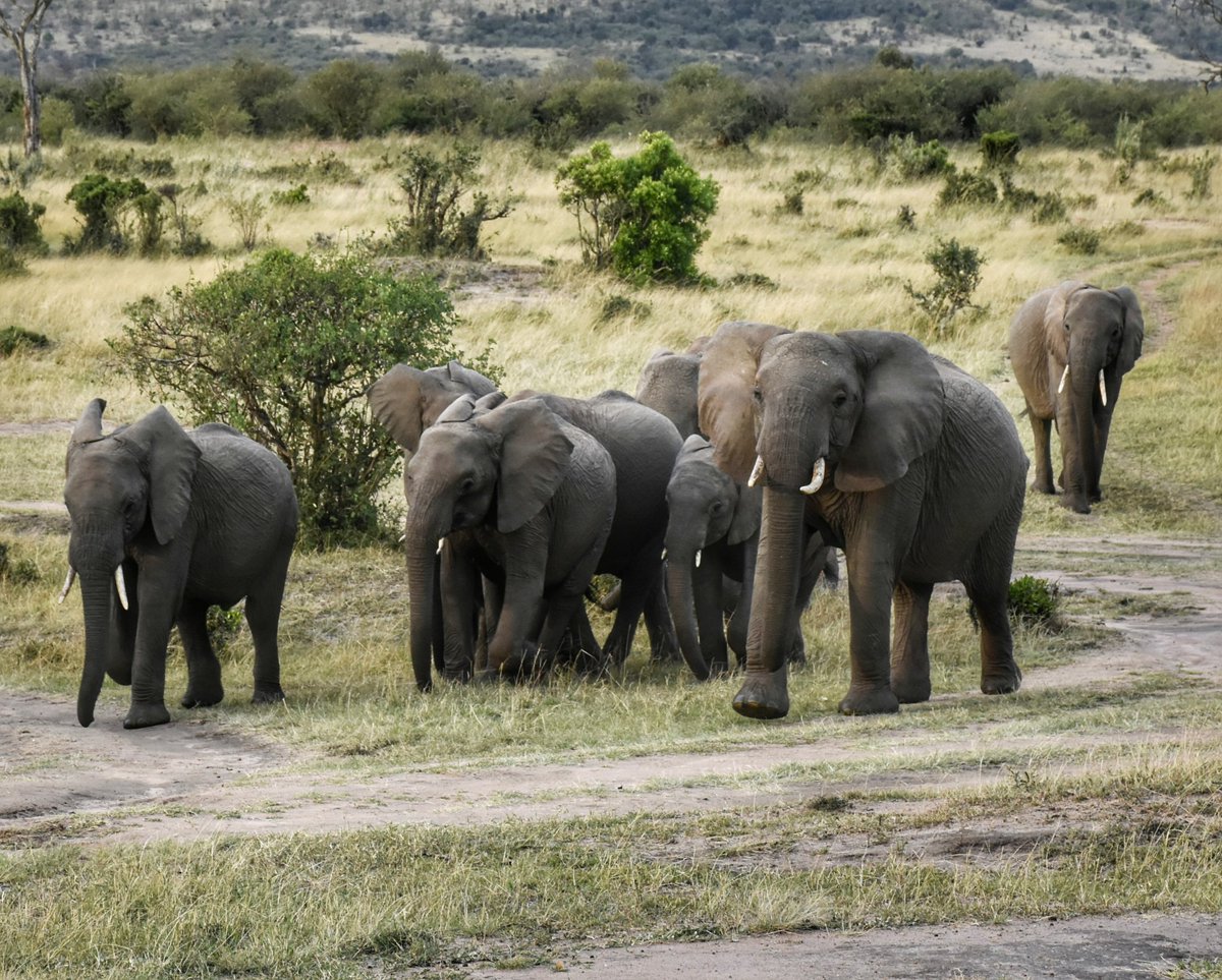 ylefoundation's tweet photo. Time for Nature now and always 
Time for Biodiversity, Time to safe families of plants and animals,
We must fight illegal trade
#pacja #yle_foundation 
@oceana @UfMSecretariat @RaghdaaElSaeed @UNBiodiversity @SDGsbot @UNHABITAT @andersen_inger @UNEP @EU_ENV @UNDP @UNFPA @UN4Youth https://t.co/gXBumwP5is