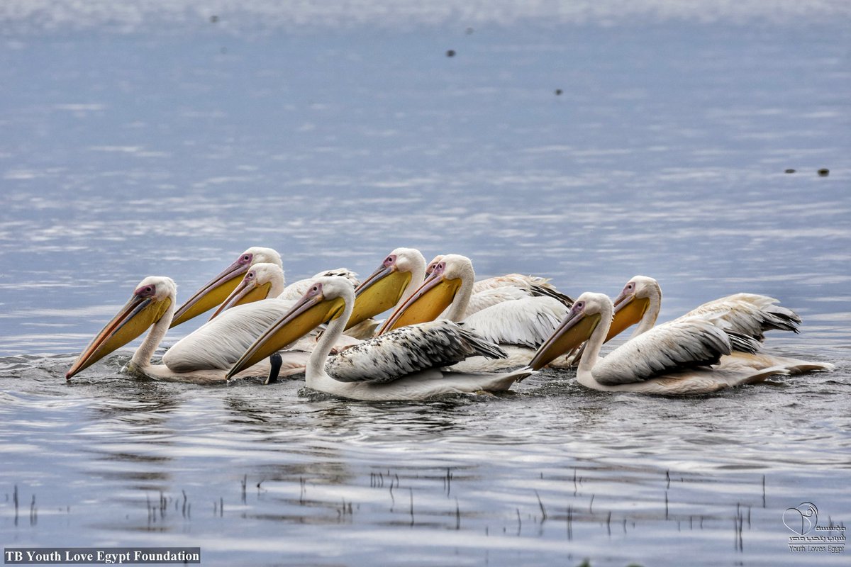 Time for Nature now and always 
Time for Biodiversity, Time to safe families of plants and animals,
We must fight illegal trade
#pacja #yle_foundation 
<a href="/oceana/">Oceana</a> <a href="/UfMSecretariat/">Union for the Mediterranean</a> <a href="/RaghdaaElSaeed/">‏﮼رغدة﮼السعيد</a> <a href="/UNBiodiversity/">UN Biodiversity</a> <a href="/SDGsbot/">SDGs</a> <a href="/UNHABITAT/">UN-Habitat</a> <a href="/andersen_inger/">Inger Andersen</a> <a href="/UNEP/">UN Environment Programme</a> <a href="/EU_ENV/">EU Environment</a> <a href="/UNDP/">UN Development</a> <a href="/UNFPA/">UNFPA</a> <a href="/UN4Youth/">UNYouth</a>