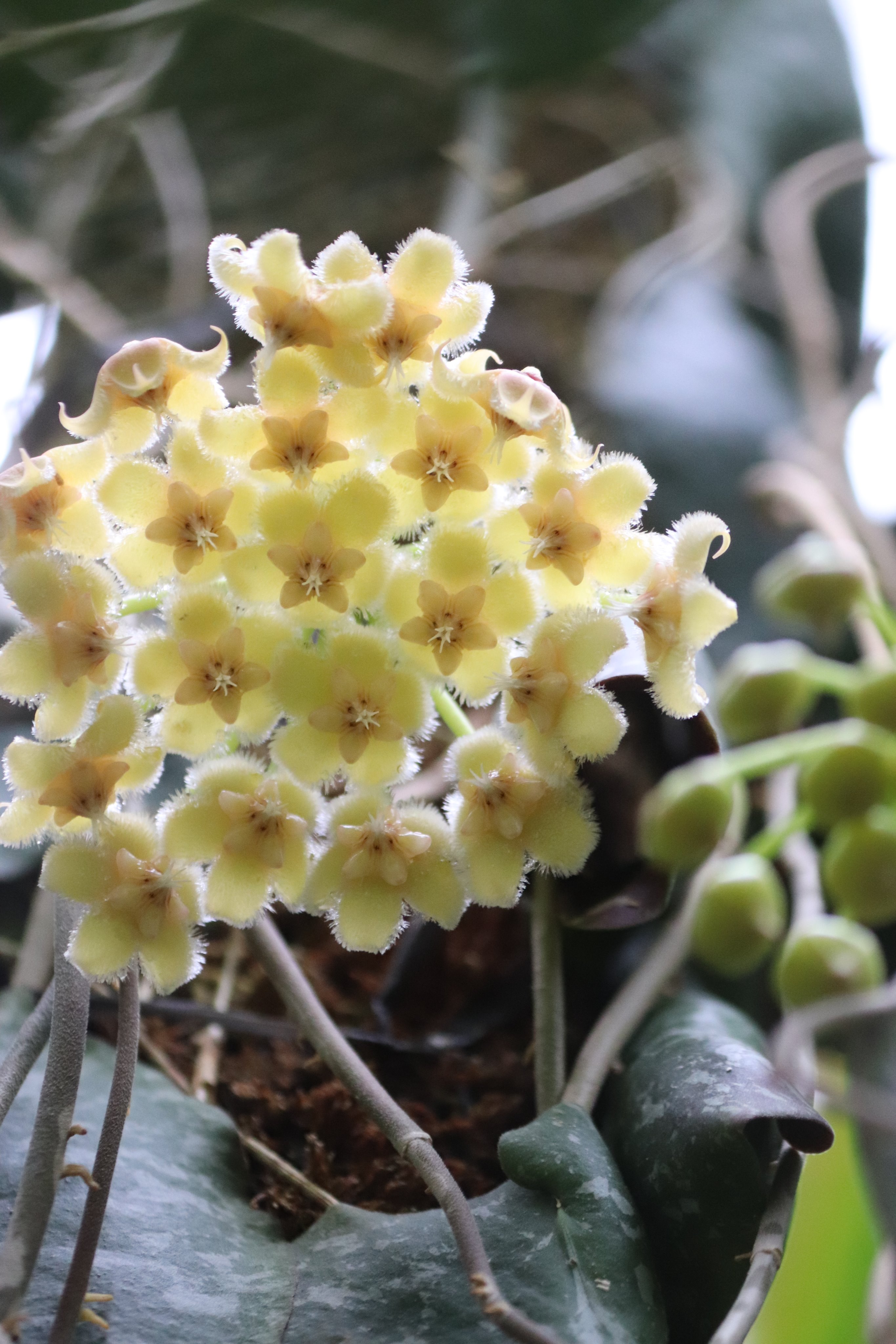 咲くやこの花館 ただいま 熱帯雨林室にて ホヤ インブリカタ が開花しております サクラランと同じキョウチクトウ科ですが フィリピン原産で花の色はクリーム色のような黄色 やや小ぶりの花が長いツルの先に咲いています 葉の形も面白いですよ