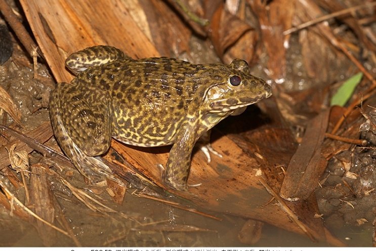 Kuri Nishiki 台湾を見る 虎皮蛙 Hoplobatrachus Rugulosa 台湾は通常 田雞 と呼ばれます 田雞 という言葉は水田の鶏 実際にはカエルを意味します 初期の頃 農家は貧困状態にあり 鶏肉を買うお金がありませんでした 田んぼのカエルは動物 Kuri Nishiki 台湾を見る 虎皮蛙 Hoplobatrachus Rugulosa 台湾は通常 田雞 と呼ばれます 田雞 という言葉は水田の鶏 実際にはカエルを意味します 初期の頃 農家は貧困状態にあり 鶏肉を買うお金がありませんでした 田んぼのカエルは動物
