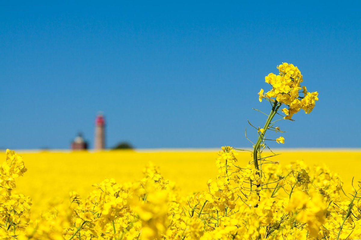 Insulect's tweet photo. On 1 June we reestablished a partnership with MIDEL, the world’s leading brand of ester transformer dielectric fluids. 

Insulect are now the local partner in Australia and New Zealand for MIDEL, providing eN 1204 Natural Ester and 7131 Synthetic Ester fluids #sustainableenergy https://t.co/4IyIyiYVUI