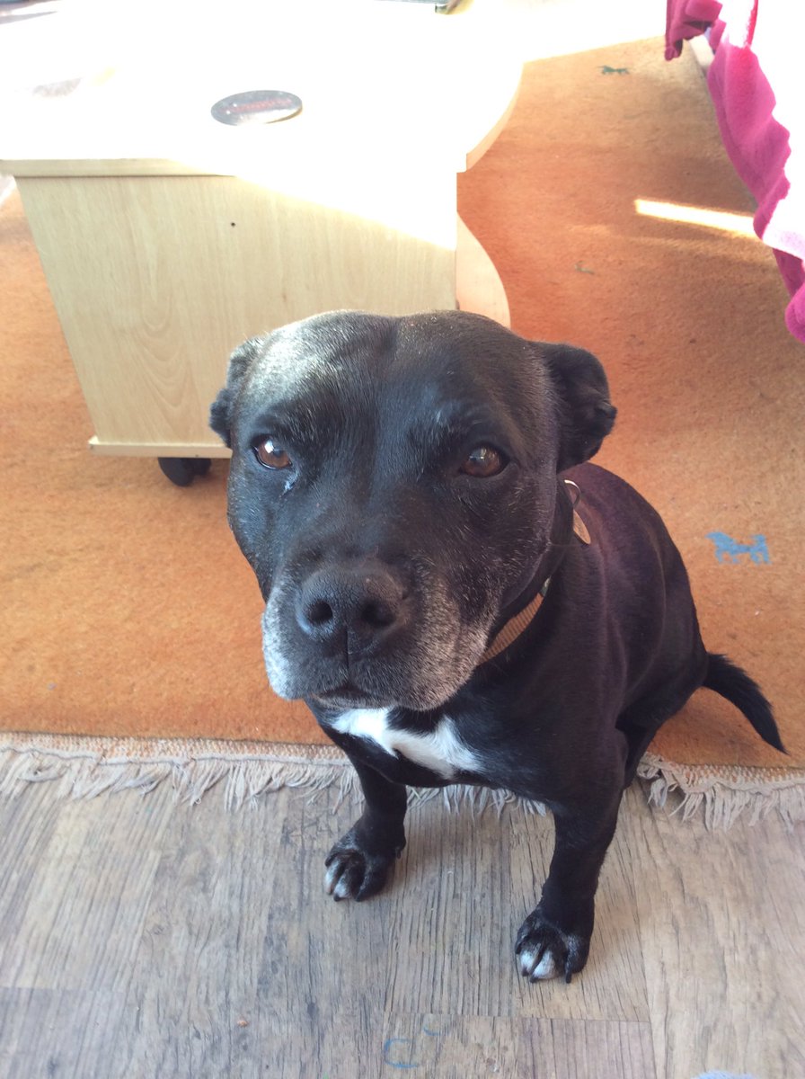 gerdrosedale's tweet photo. @JulesAllenxx Roxy says hi https://t.co/ptqzlxdOwP