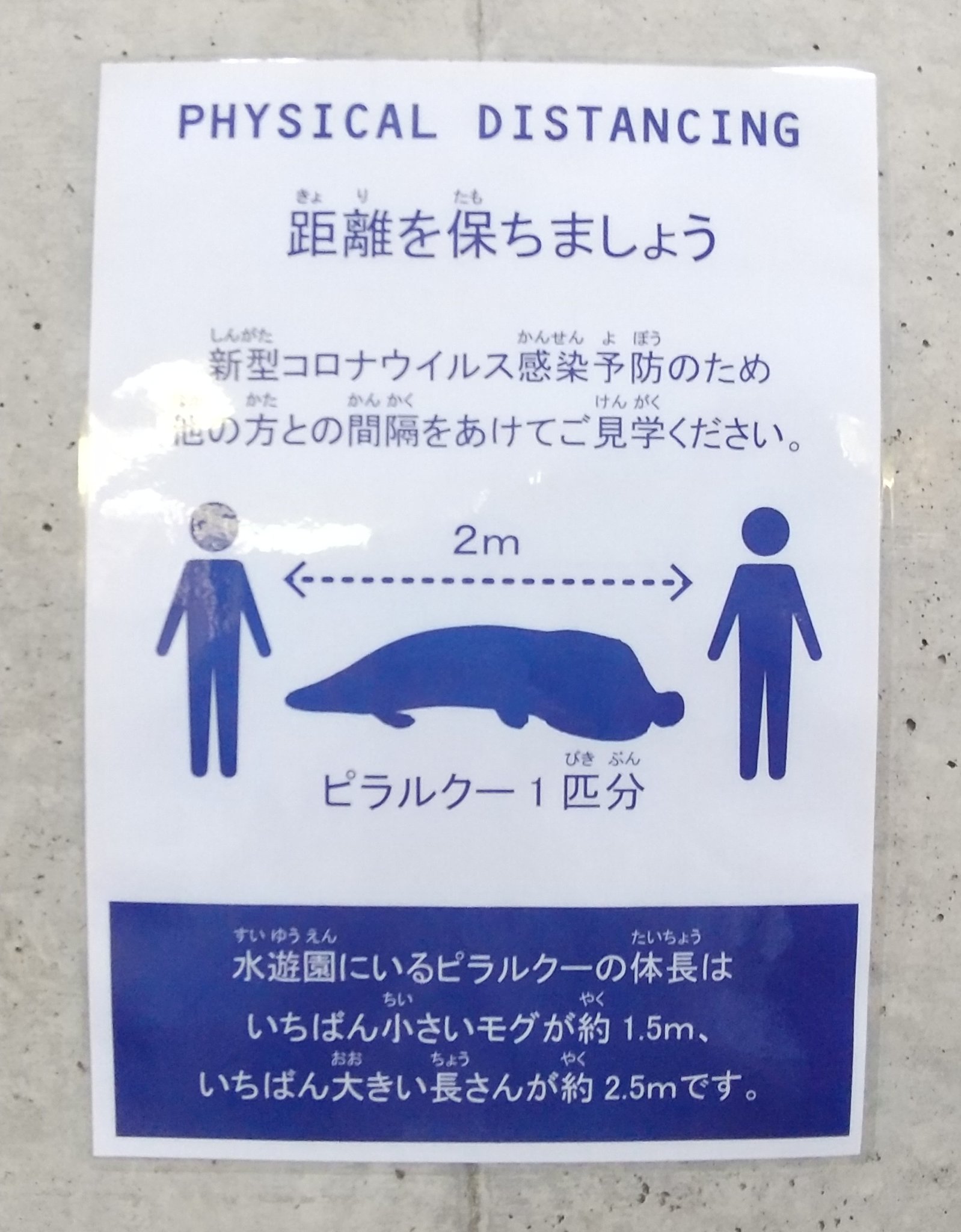 いちごひめ なかがわ水遊園のソーシャルディスタンス ピラルクー 椅子にはなかっぴーも 魚さんもお食事 藻を食べてました ドジョウさんがカワウソに見えた ﾑｷﾞｭ 栃木県 なかがわ水遊園 T Co Oz0ozqfsaj Twitter