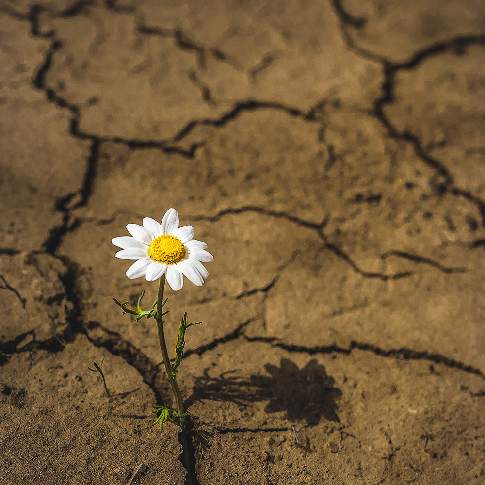 أزهِر من جديد، أثبت لهم أن الذبول خرافة