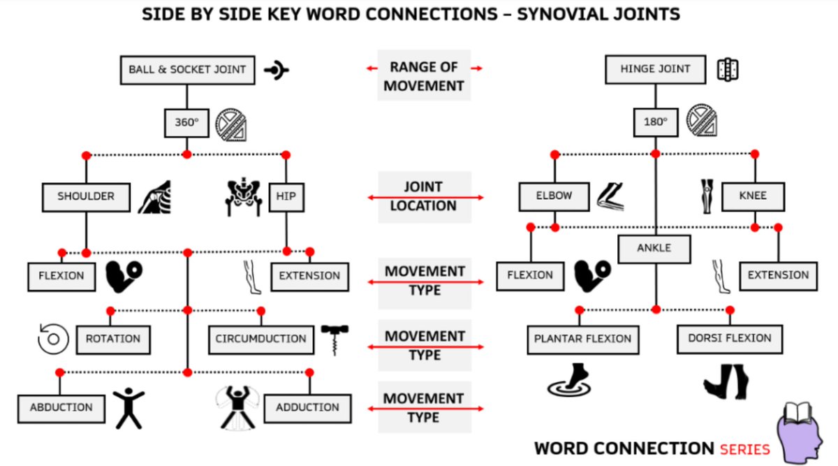 zeph_bennett's tweet image. A Synovial Joints retrieval exercise infographic, to aid memory jog. Key word connections schematic, students can be posed several questions or asked to provide specific movement examples #EDuPE #AQAGCSEPE