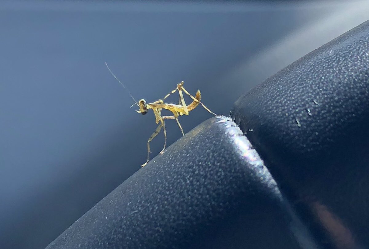 まゆみ 事件です どうやら車の中でカマキリの赤ちゃんが羽化したようです 運転中に天井を見上げるとファイテングポーズした 赤ちゃんと目が合います 車に乗る前に 赤ちゃんの救助が待っています ５分前行動をしています 因みに卵嚢はみつかって